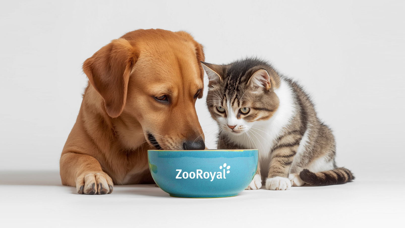 ZooRoyal_Hund_Katzejpg