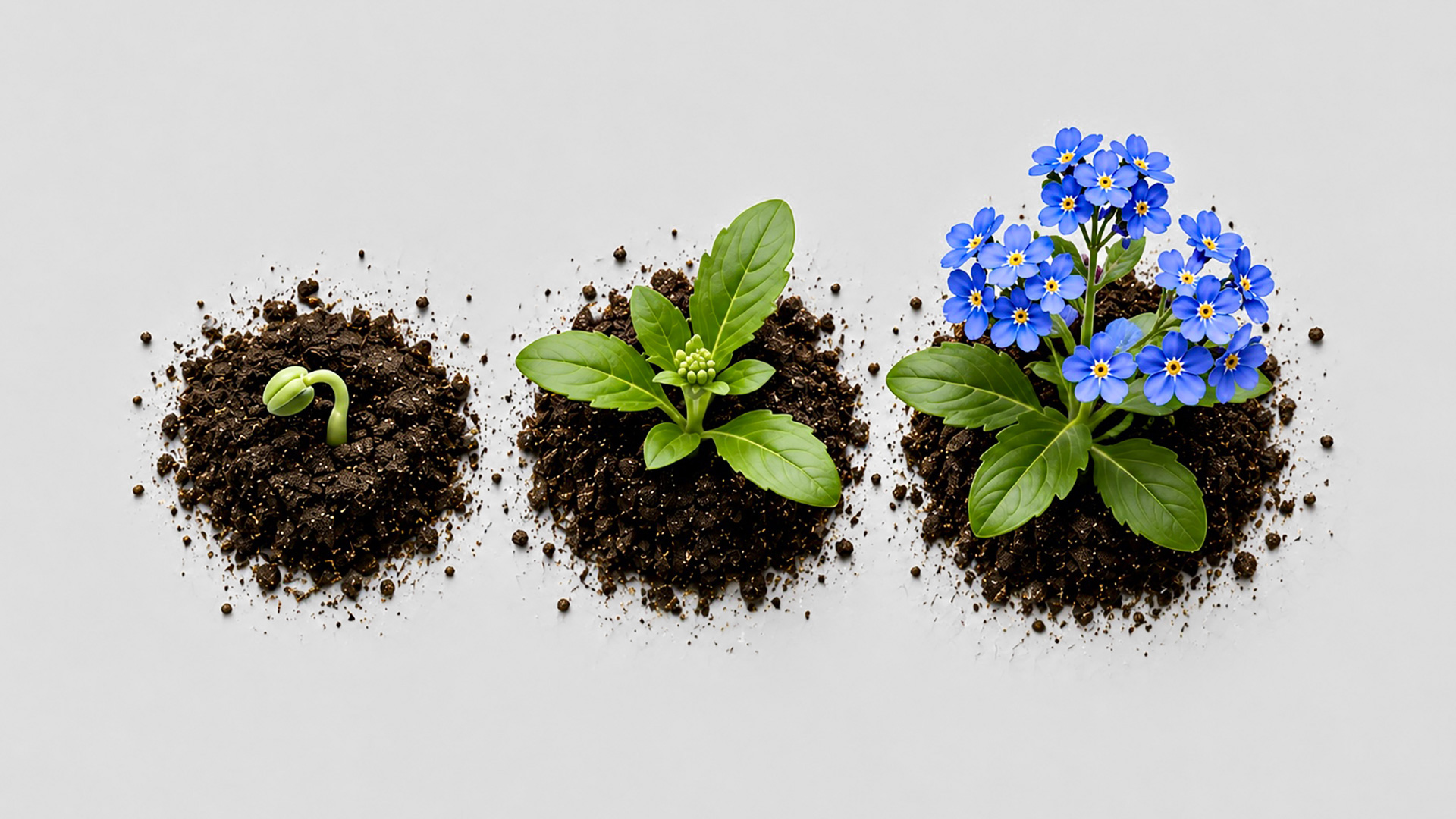 EDEN_Step-by-step-